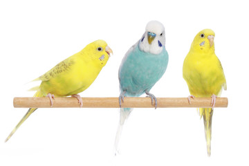 Blue and two yellow budgerigars on a branch