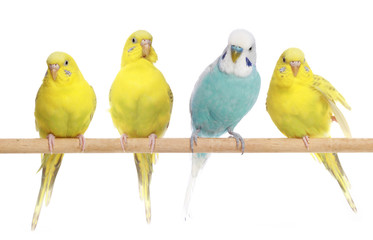 Blue and three yellow budgerigars on a branch
