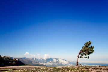 Lonely tree