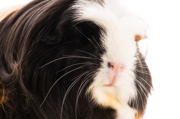 guinea pig isolated on the white background. coronet