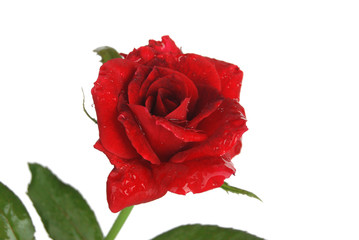 Fototapeta premium monthly rose