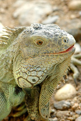 iguana