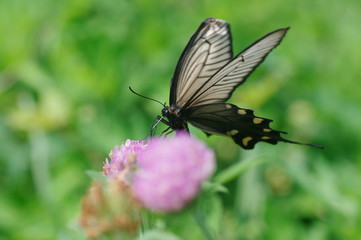 ジャコウアゲハと赤爪草