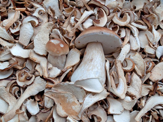 Getrocknete Steinpilze
