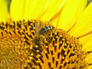 Storeroom nectar and pollen