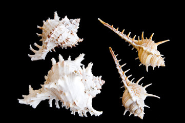 shellfish on black isolation background