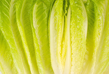 Lettuce vegetable