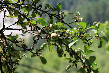 Green apples on tree