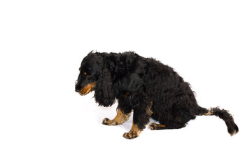 cocker spaniel