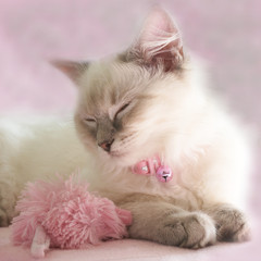 ragdoll kitten