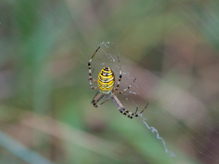 Argiope