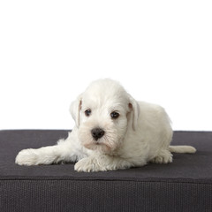 white schnauzer puppy
