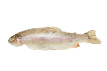 Rainbow trout