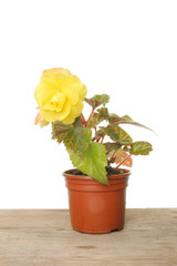 Begonia plant with a yellow flower