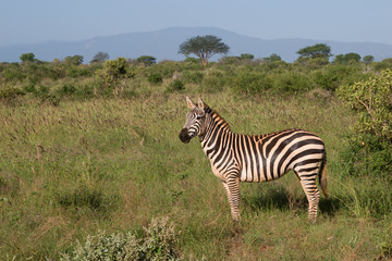 Fototapeta na wymiar african Zebra