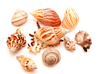 Marine bowl