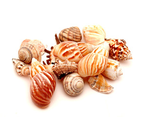 Marine bowl