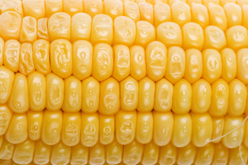 corn macro