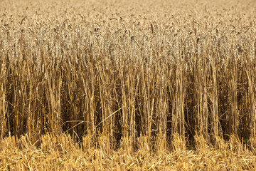 corn fields with corn ready for  harvest