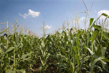 maize - agriculture
