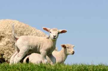 Fototapeta premium Lämmer