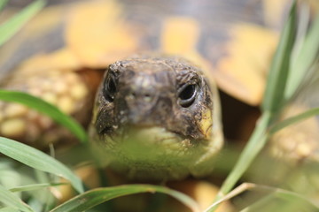 tête de tortue