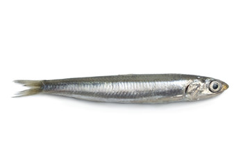 Whole single European anchovy fish