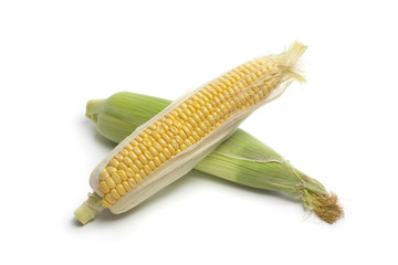 Fresh sweet corn on the cob © Picture Partners