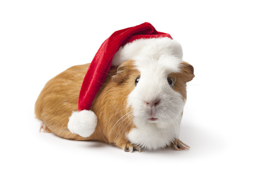 Guinea pig with Christmas hat