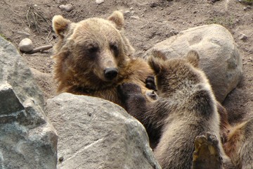 S&auml;ugende B&auml;renmutter