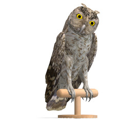 Little Owl Bird. 3D rendering with clipping path and shadow over