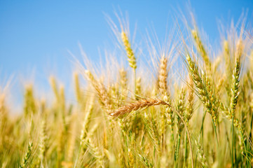 rue ears against a blue sky