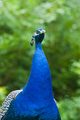 Obraz premium Male peacock