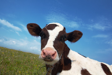Black and white cow in a field