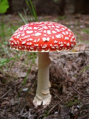 Fliegenpilz - fly agaric