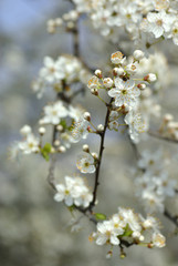 blooming garden