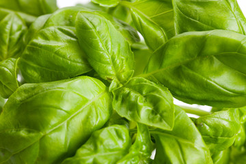 green basil
