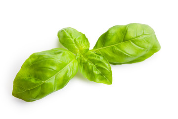 green basil