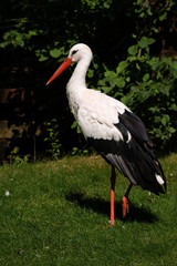 Storch