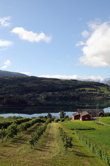 Fototapeta na wymiar Farmland around Hardangerfjord, Norway