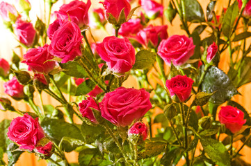 Fototapeta na wymiar Pink roses.