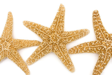 Starfish