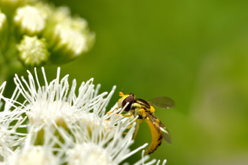 白い花の蜜を吸う蜂