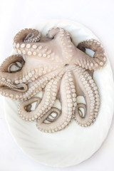 Octopus on plate