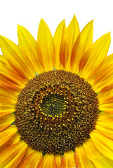 Naklejka premium sunflower