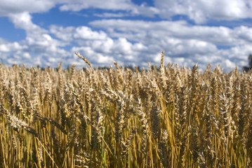 Yellow grain ready for harvest growing in a farm Field.