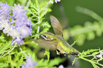 Ruby Throated Hummingbird (Immature male)