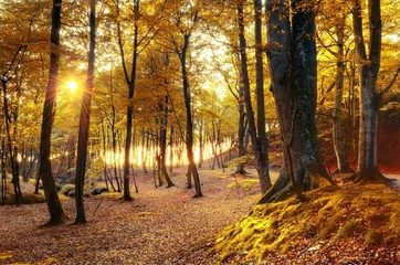 Abwaschbare Fototapete Herbst Herbstlandschaft.