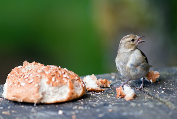 Vogel mit Brötchen