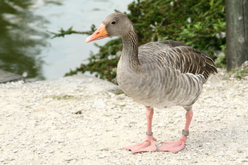 Graylag Goose on a bank of a lake